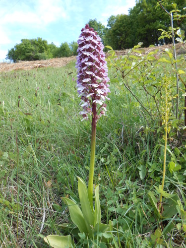 Orchis pourpre3 (1)